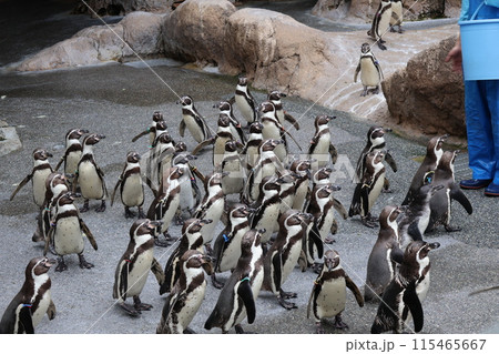 餌をもらおうとたくさんのフンボルトペンギンが集まっている水族館の風景 餌をもらおうとたくさんのフンボルトペンギンが集まっている水族館の風景 115465667