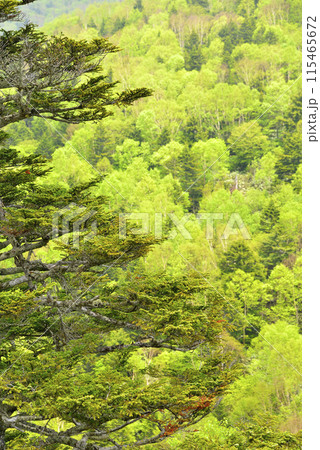 新緑 115465672
