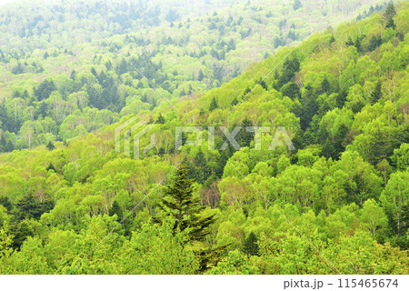 新緑 115465674