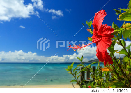 沖縄の青い海と青い空と真っ赤なハイビスカス 沖縄の青い海と青い空と真っ赤なハイビスカス 115465693