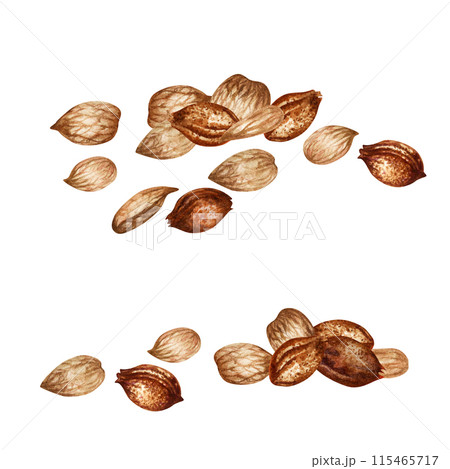Apricot kernels and seeds. Watercolor illustration for the design of templates for labels, banners, menus, invitations, wallpapers, advertising of apricot oil in medicine, cosmetology and cooking 115465717