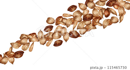 Rectangular border of apricot kernels and seeds. Watercolor illustration for design template for label, banner, menu, invitation, wallpaper, advertisement of oil in medicine, cosmetology and cooking Rectangular border of apricot kernels and seeds. Watercolor illustration for design template for label, banner, menu, invitation, wallpaper, advertisement of oil in medicine, cosmetology and cooking 115465730