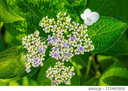 紫陽花 紫陽花 115465808