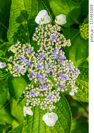 紫陽花 紫陽花 115465809