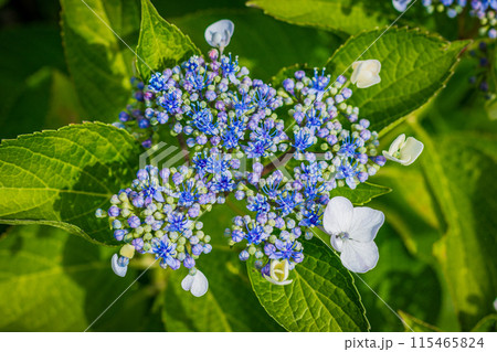 紫陽花 115465824
