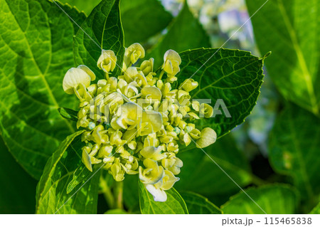 紫陽花 紫陽花 115465838