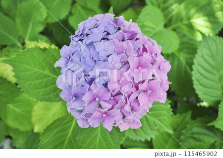 真上から見たグラデーションの綺麗な紫陽花の写真素材 [115465902] - PIXTA