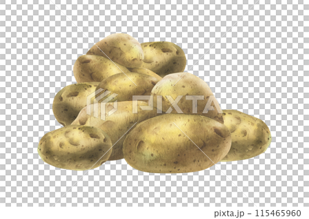 White potatoes in brown skins, a pile of whole tubers. Watercolor illustration, hand-drawn on the theme of harvest, cooking, food packaging, vegetable shop design. Composition isolated from background 115465960