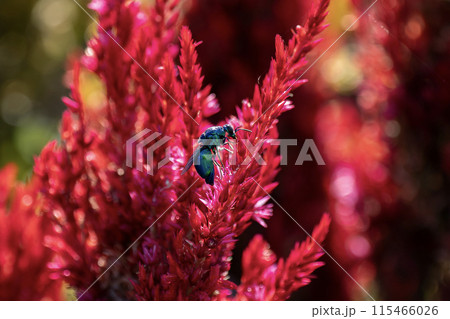 赤い花の蜜を吸うオオセイボウ 空飛ぶ宝石  115466026