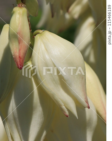 ユッカの花 115466189