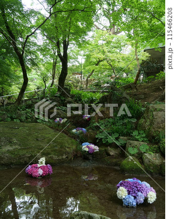 竈門神社の池に飾られたあじさい飾り 115466208