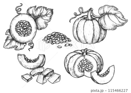 Set of pumpkin vegetable sketch. Sliced berry 115466227