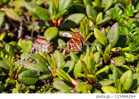 アサヒヒョウモン アサヒヒョウモン 115466264