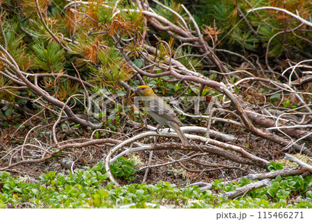 ギンザンマシコ 115466271