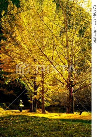 yellow road (黄葉の道) yellow road (黄葉の道) 115466275