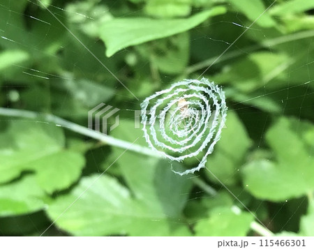 ウズグモの巣 115466301