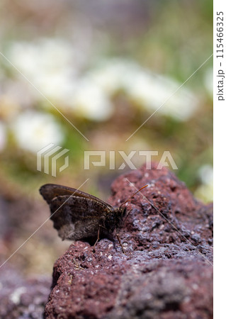 ダイセツイタカネヒカゲ 115466325