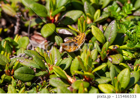 アサヒヒョウモン アサヒヒョウモン 115466333