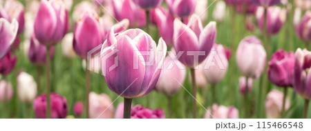 チューリップ チューリップ 花 115466548