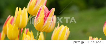 チューリップ ﾁｭｰﾘｯﾌﾟ 花 115466549