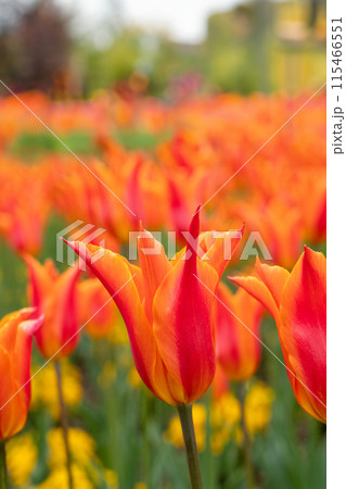 チューリップ ﾁｭｰﾘｯﾌﾟ 花 115466551
