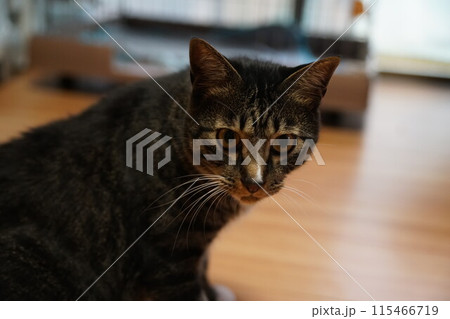 猫 猫 115466719