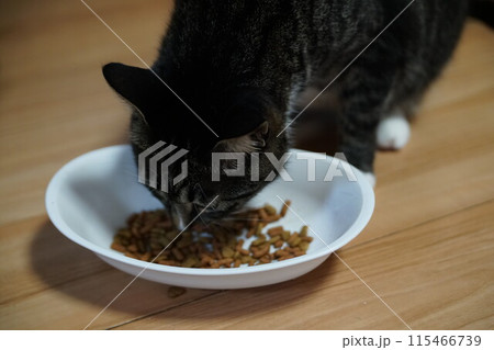 猫 115466739