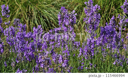 Flowers of beautiful blooming lavender, close-up 115466994