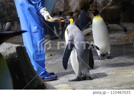 飼育員の手から直接魚の餌をもらうキングペンギンがいる水族館の風景 115467035