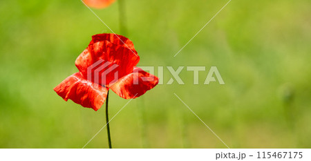 Red poppy flower close up Red poppy flower close up 115467175