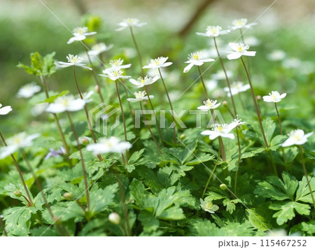 白い小さな花 二輪草 白い小さな花 二輪草 115467252