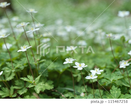 白い小さな花　二輪草 115467258