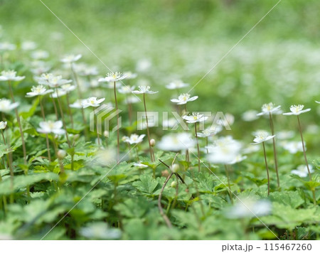 白い小さな花　二輪草 115467260