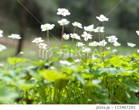 白い小さな花　二輪草 115467265