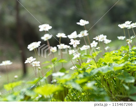白い小さな花　二輪草 115467266