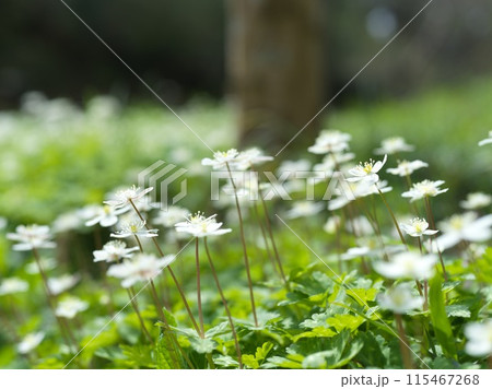 白い小さな花 二輪草 白い小さな花 二輪草 115467268