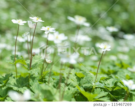 白い小さな花　二輪草 115467269