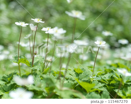 白い小さな花　二輪草 115467270