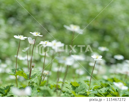 白い小さな花 二輪草 白い小さな花 二輪草 115467272