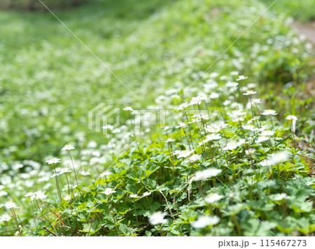 白い小さな花　二輪草 115467273