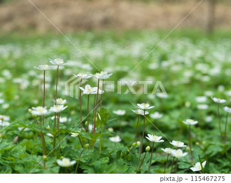 白い小さな花 二輪草 白い小さな花 二輪草 115467275