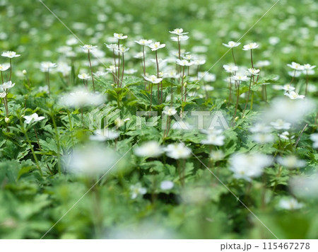 白い小さな花　二輪草 115467278