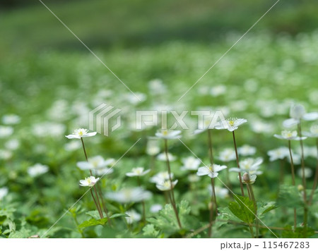 白い小さな花　二輪草 115467283
