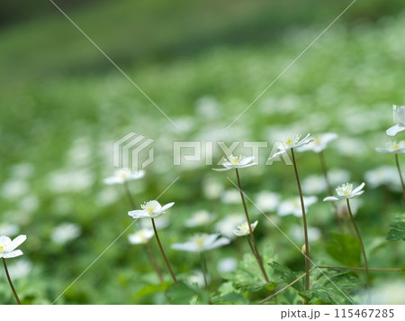 白い小さな花　二輪草 115467285