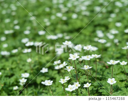 白い小さな花　二輪草 115467288