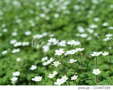 白い小さな花　二輪草 115467289