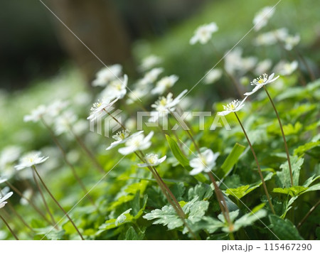 白い小さな花　二輪草 115467290
