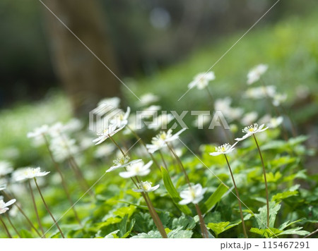 白い小さな花 二輪草 白い小さな花 二輪草 115467291