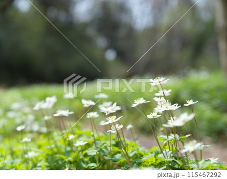 白い小さな花　二輪草 115467292