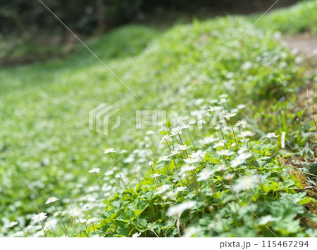 白い小さな花　二輪草 115467294